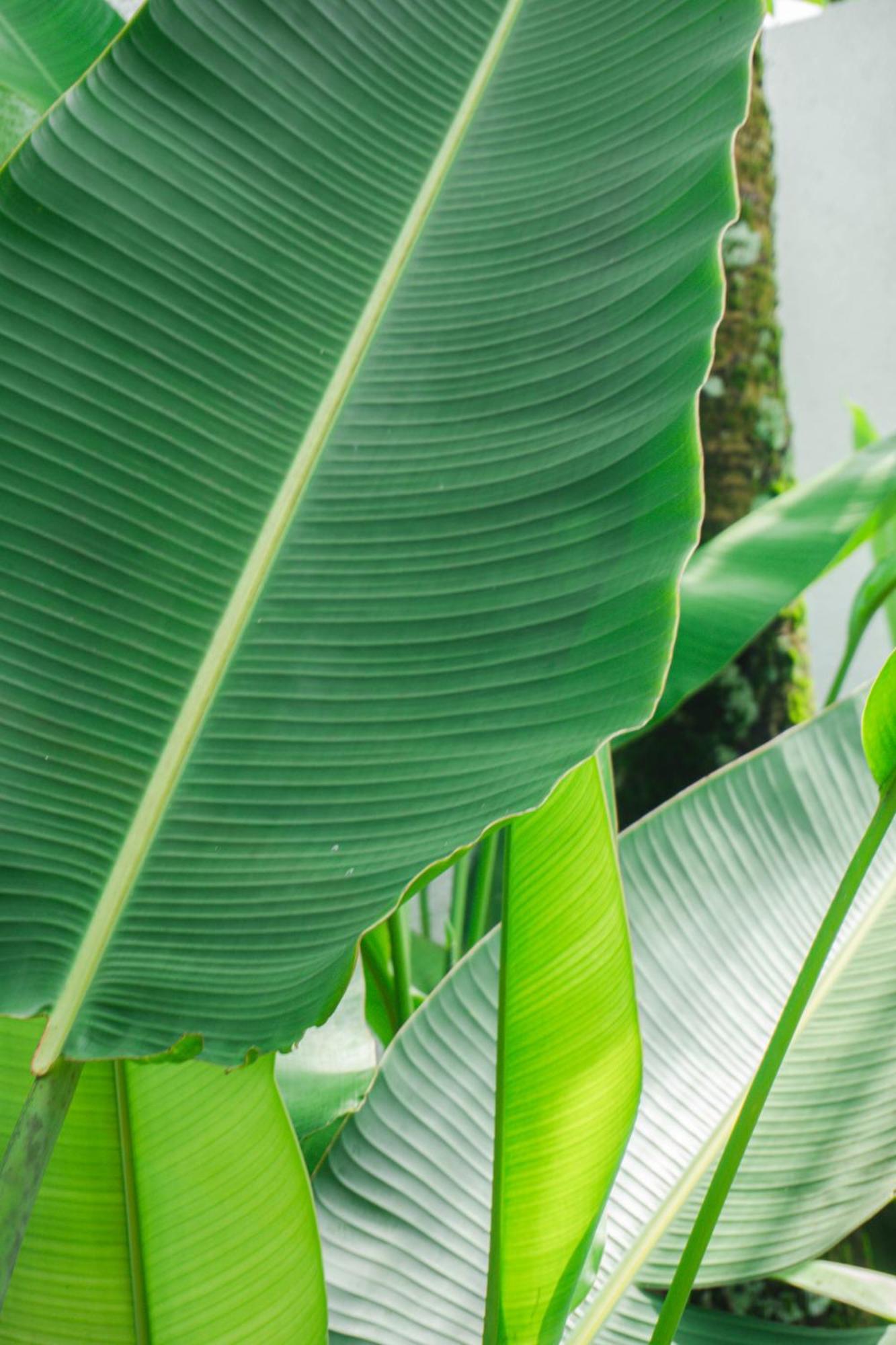 Tannari Villa Ubud エクステリア 写真